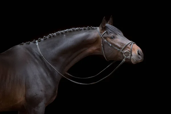 Ritratto Cavallo Briglia Sfondo Nero — Foto Stock