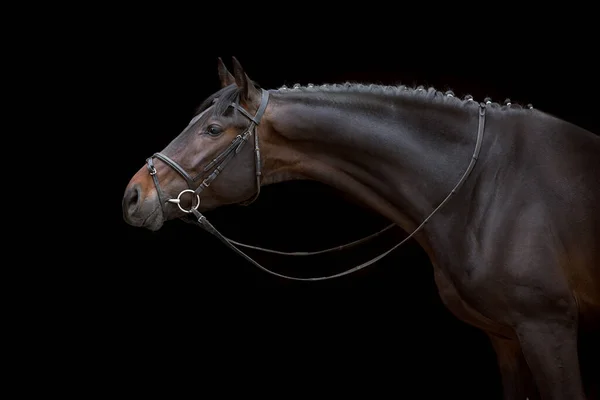 Kůň Portrét Uzdě Černém Pozadí — Stock fotografie