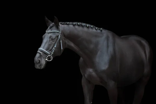 Portrait Cheval Bride Sur Fond Noir — Photo