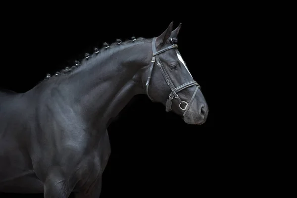 Kůň Portrét Uzdě Černém Pozadí — Stock fotografie