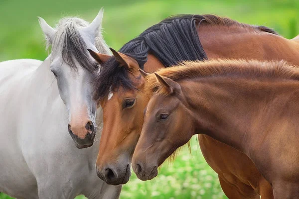 Mare Csikó Csordában Tavaszi Legelőn — Stock Fotó