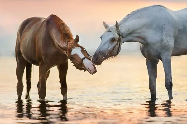 Red White Stallion Sea Water Sunset — Stock Photo, Image