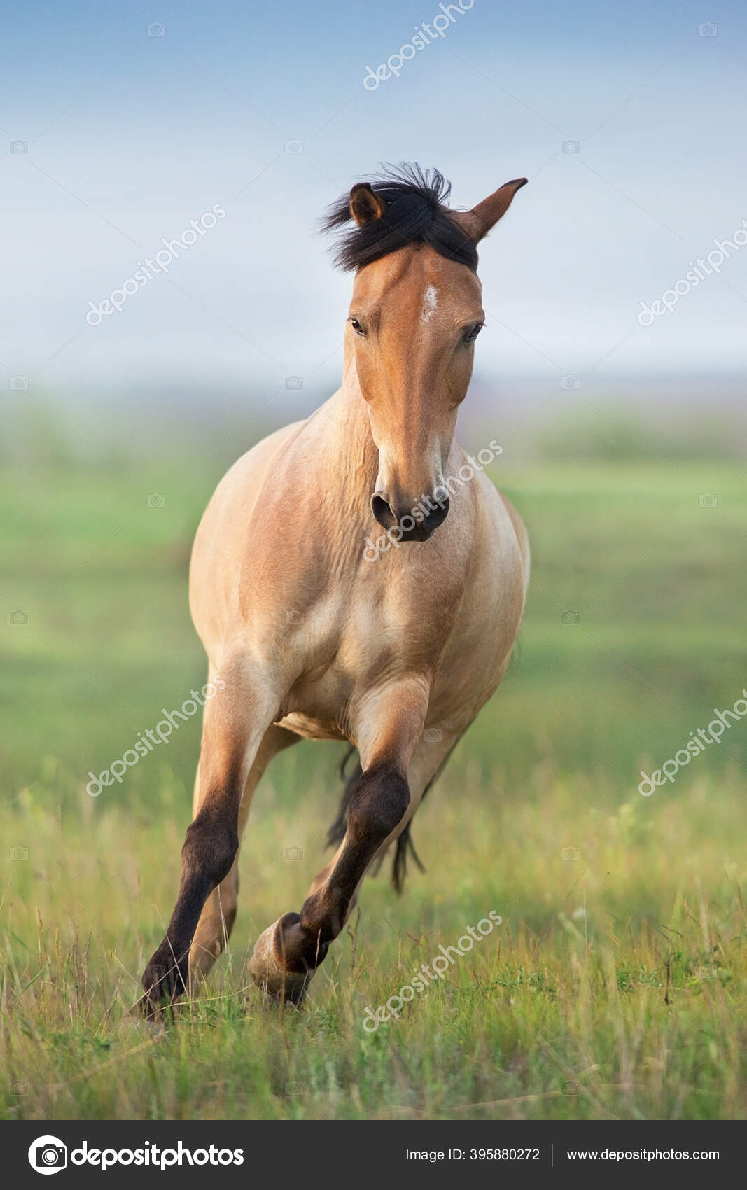Buckskin Horse Run Gallop Spring Green Meadow Stock Photo Image By C Callipso Art 395880272
