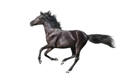  Bay Horse dörtnala koşusu beyaz arkaplanda izole edildi