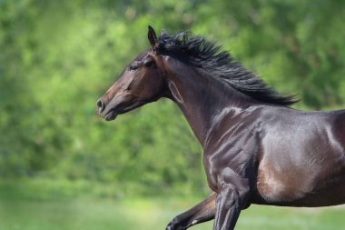 Bayhorse serbest gezinti portresi