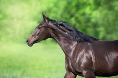 Bayhorse serbest gezinti portresi