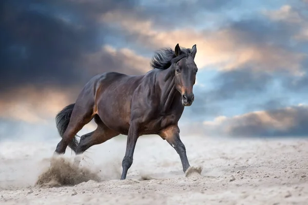 Bay Stallion Long Mane Run Fast Dramatic Sky Dust — Stock Photo, Image