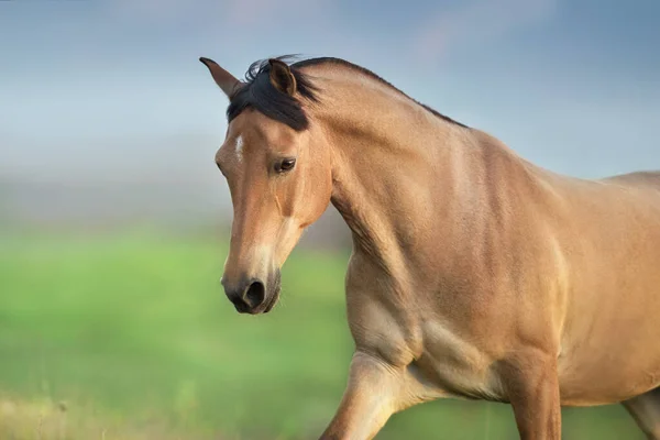バックスキン馬は春の緑の牧草地でギャロップを実行 — ストック写真