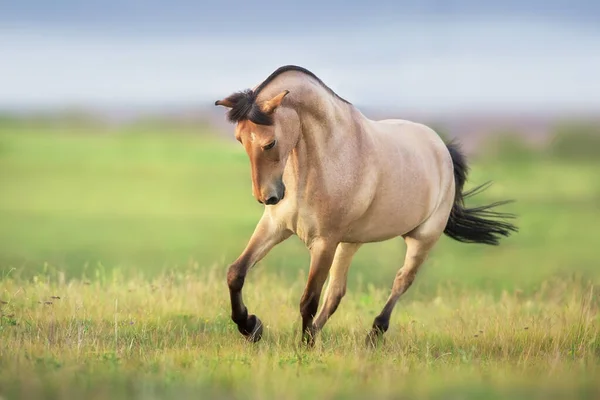 Buckskin Horse Run Galop Sur Prairie Vert Printemps — Photo