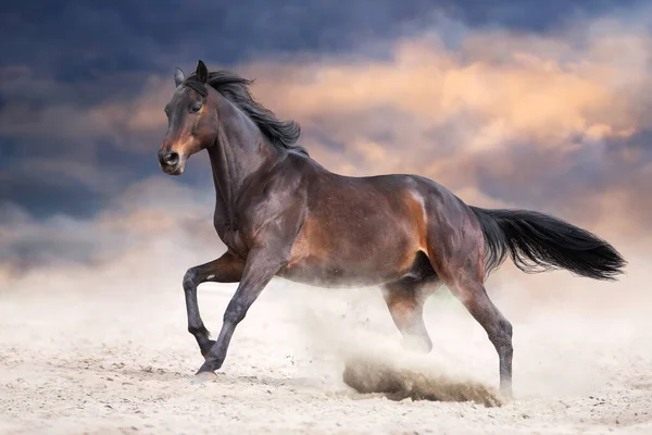 Stallone Della Baia Con Criniera Lunga Correre Veloce Contro Cielo — Foto Stock