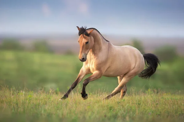 Buckskin Horse Run Gallop Spring Green Meadow — Stock Photo, Image