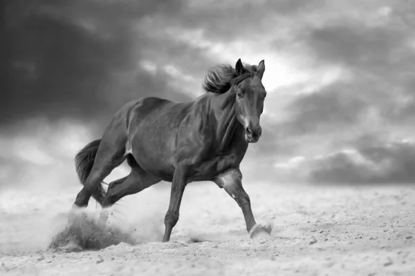 Hosszú Sörényű Bay Stallion Gyorsan Száguld Drámai Égbolton Porban Fekete — Stock Fotó