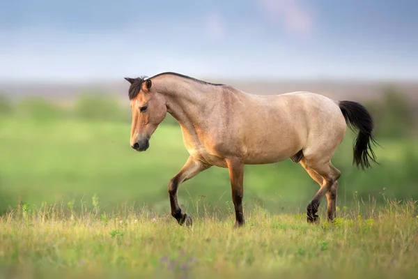 Buckskin Koń Biegać Galopu Wiosnę Zielonej Łące — Zdjęcie stockowe