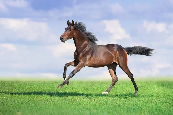馬は春の緑の牧草地でギャロップを実行 — ストック写真