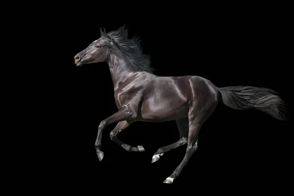 Bay Horse Run Galop Geïsoleerd Witte Achtergrond — Stockfoto
