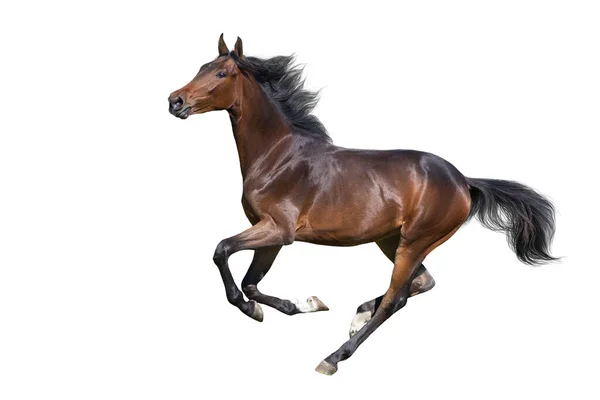 Bay Horse Kör Galopp Isolerad Vit Bakgrund — Stockfoto