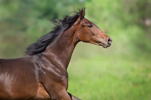 Bayhorse Free Run Primer Plano Retrato — Foto de Stock