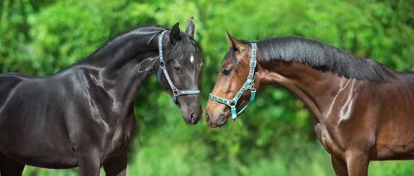 Two Horse Portrait Green Background — Stock Photo, Image