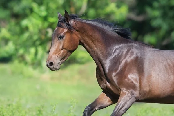 Bayhorse Volný Běh Zblízka Portrét — Stock fotografie