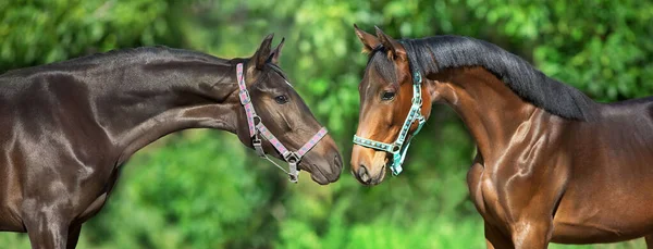 Dois Retratos Cavalo Contra Fundo Verde — Fotografia de Stock