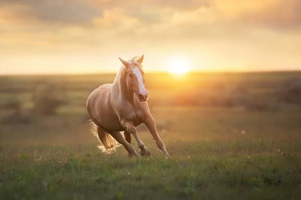 Palomino Cavalo Executar Galope Prado Pôr Sol — Fotografia de Stock