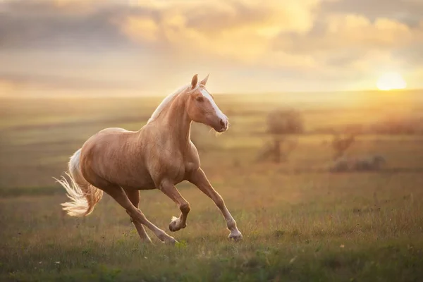 Kuda Palomino Berlari Kencang Padang Rumput Saat Matahari Terbenam — Stok Foto