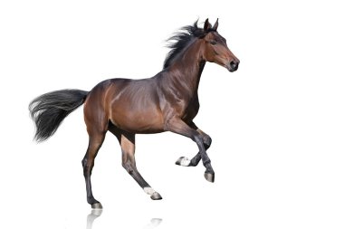 Bay Horse dörtnala koşusu beyaz arkaplanda izole edildi