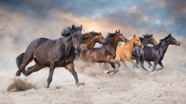 Horse herd  galloping on sandy dust against sky clipart