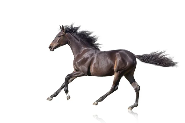 Bay Horse Run Gallop Isolated White Background — Stock Photo, Image