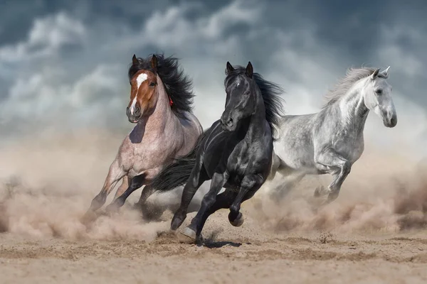 Cavallo Gregge Galoppante Sulla Polvere Sabbiosa Contro Cielo — Foto Stock