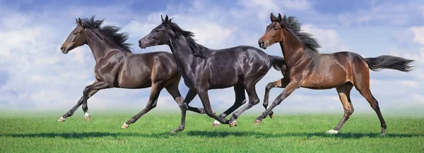 Horse Herd Run Gallop Spring Green Meadow — Stock Photo, Image