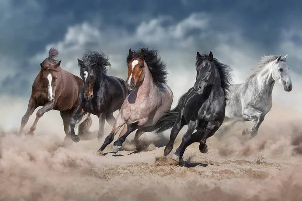 Horse Herd Galloping Sandy Dust Sky — Stock Photo, Image