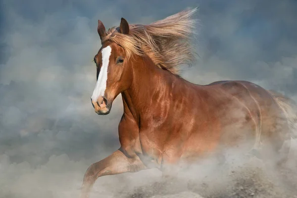 Paarden Met Lange Manen Portret Lopen Galop Woestijn Stof — Stockfoto