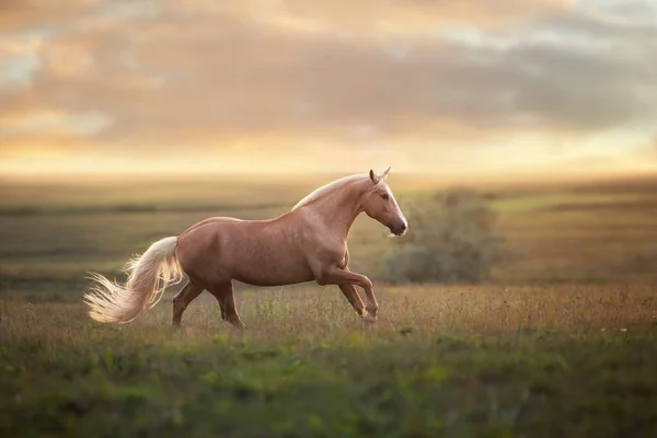 Galop Course Chevaux Palomino Dans Prairie Lumière Coucher Soleil — Photo