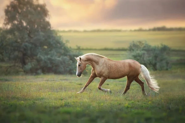 黄昏时分 帕洛米诺的马在草地上小跑 — 图库照片