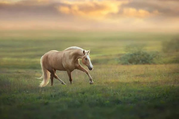 Cavalo Palomino Trotando Prado Pôr Sol — Fotografia de Stock
