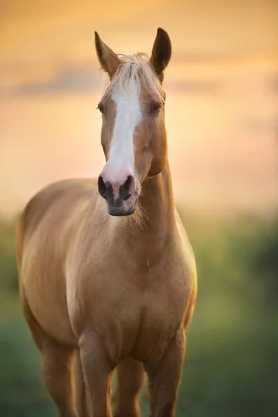 Koń Palomino Zachodzie Słońca — Zdjęcie stockowe