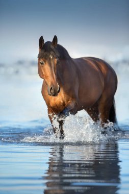 Körfez aygırı deniz suyunda yürüyor.