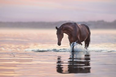 Körfez aygırı gün ışığında suda yürür.