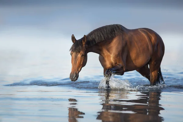 Promenade Étalon Baie Dans Eau Mer — Photo