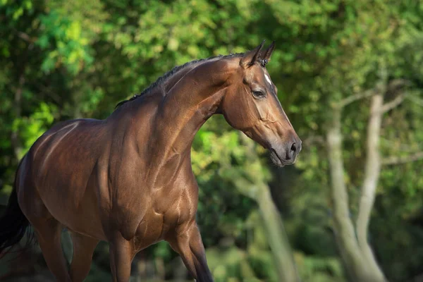 Baie Cheval Gros Plan Portrait — Photo