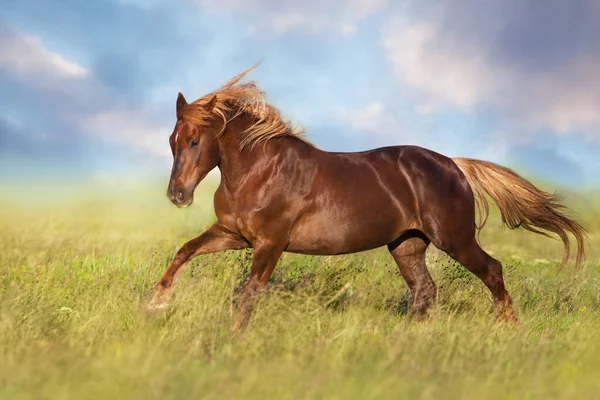 Czerwony Koń Długą Grzywą Galop Polu — Zdjęcie stockowe