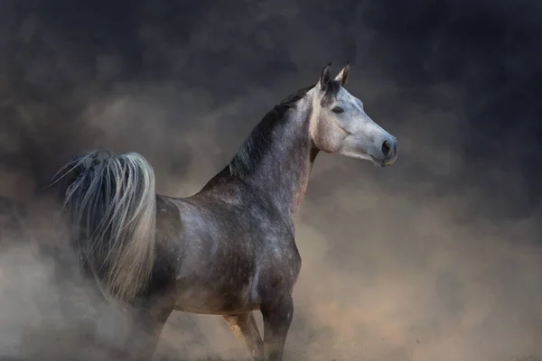 Szary Koń Arabski Biegnie Wolny Pustynnym Pyle — Zdjęcie stockowe