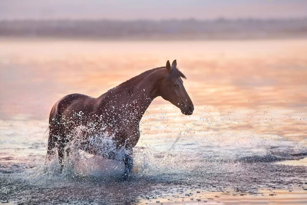 Étalon Baie Marcher Dans Eau Lumière Soleil — Photo