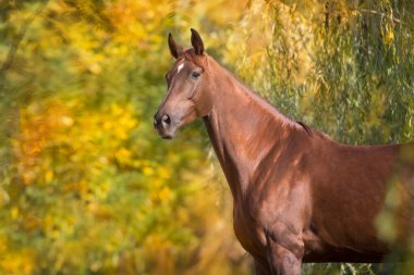 Düşen sarı ağaçlara karşı duran kırmızı at portresi