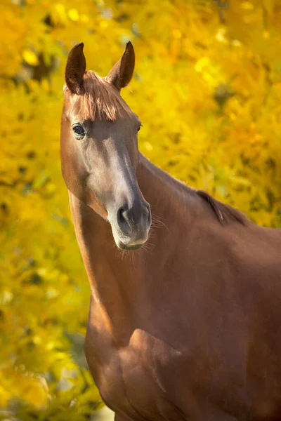 Koń Jesienią Żółte Drzewa — Zdjęcie stockowe