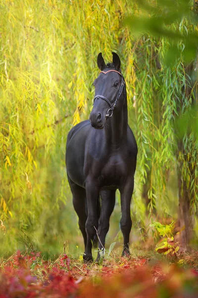 Cheval Noir Debout Sur Ladscape Automne — Photo