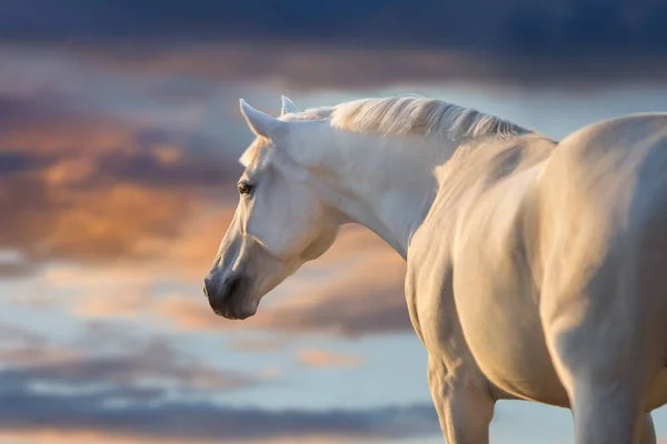 Cavalo Gre Com Crina Longa Correr Livre Contra Céu Por — Fotografia de Stock