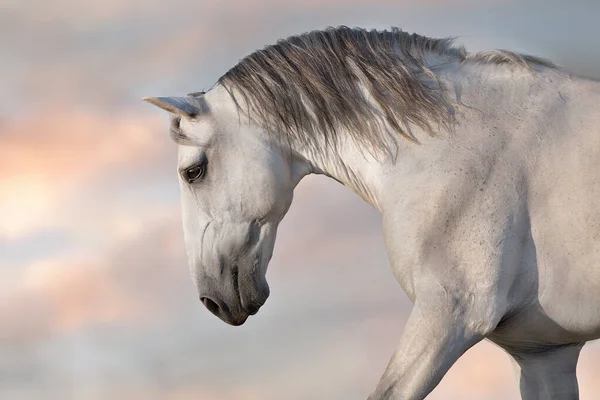 Cavalo Gre Com Crina Longa Correr Livre Contra Céu Por — Fotografia de Stock