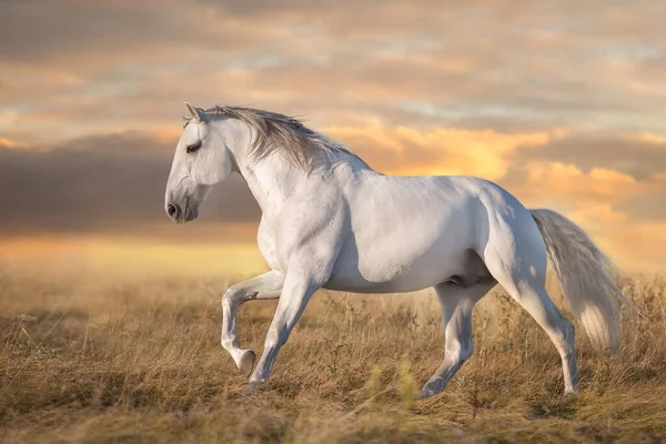 Иберийская Лошадь Движении Закате — стоковое фото